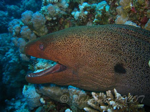 Murène javanaise - Gymnothorax javanicus (1).JPG